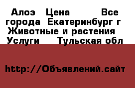 Алоэ › Цена ­ 150 - Все города, Екатеринбург г. Животные и растения » Услуги   . Тульская обл.